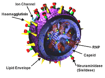 ilustračný obrázok - prierez chrípkovým vírusom