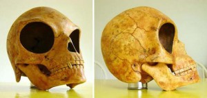 Cráneo de Sealandu