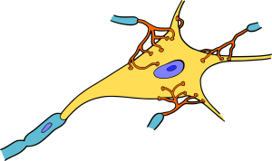 νευρώνας